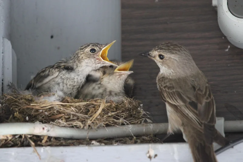 Fréquence et signes de faim : ne pas confondre avec les pleurs