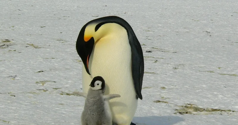 Le froid : votre premier réflexe naturel
