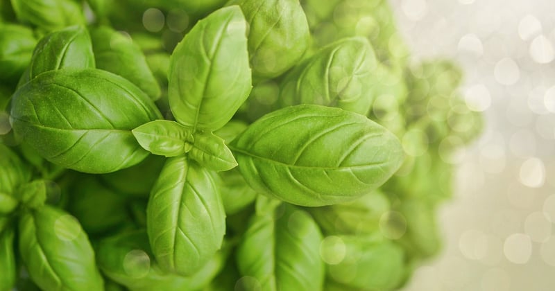 Éviter ces erreurs fréquentes lors du sevrage alimentaire pour réussir sereinement